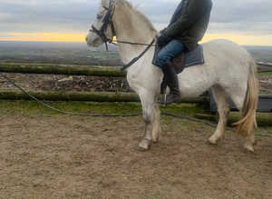 Connemara 14hh 3 year old