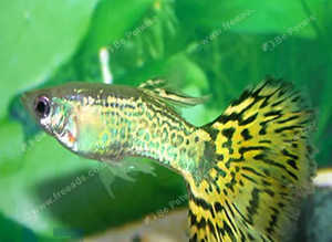 Green Cobra male guppies