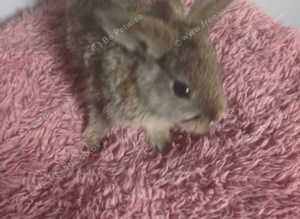 Baby rabbits