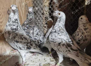 RARE COLOURED RACING PIGEONS