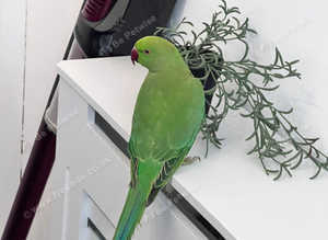 Beautiful Indian ringnick parrot