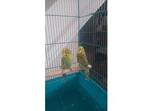 2 young budgies complete with cage.