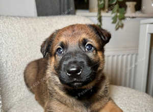 Dutch Shepherd x German Shepherd Puppies