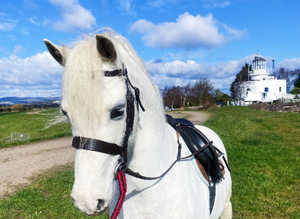 Beautiful section B gelding
