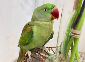 Stunning young alexandrine parrot