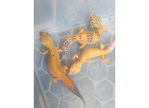 Young leopard gecko's