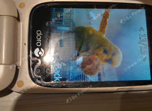 Lost budgie, Silky