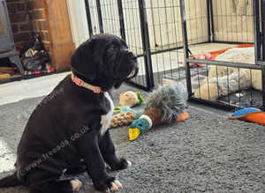 Cane Corso Italian mastiff stunning puppies