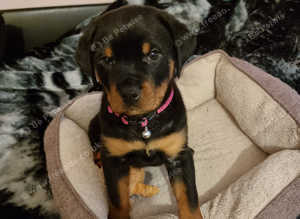 Rottweiler puppies