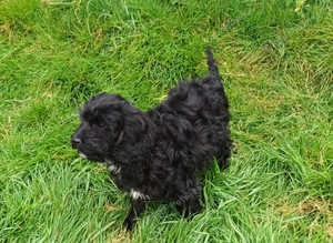 Cockalier X Poodle puppies