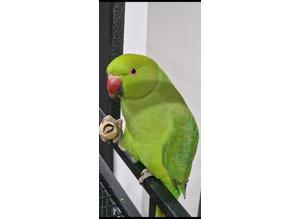 5-6 Months Old Beautiful Indian Ring Necks Talking Parrots Cage and Delivery Available .