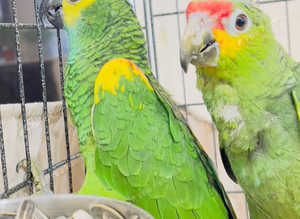 beautiful young Amazon parrot for sale