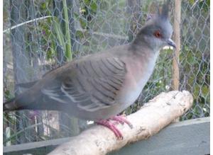 A lovely Australian crested dove  male for sale £65 or wanted crested Australian hen