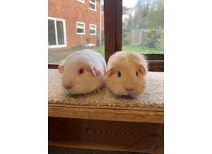Ivory Satin and Self Cream pair of baby guinea pig sows - £65 the pair.