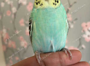 Hand reared  baby budgie