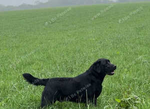 Offering For Stud - KC Registered Black Labrador Retriever