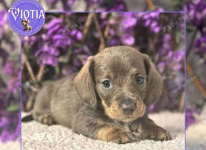 Miniature dachshund pups