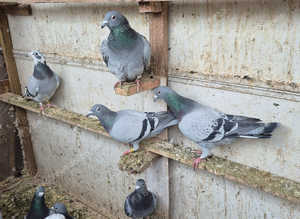 this birds racing