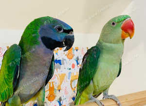 Stunning baby darbyan parrot