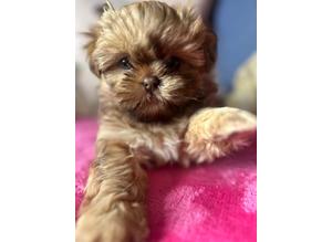 Imperial Shihtzu Male Puppy Ready now