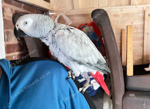 Hand tamed African gray parrot