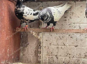 Highflyers breeding pair
