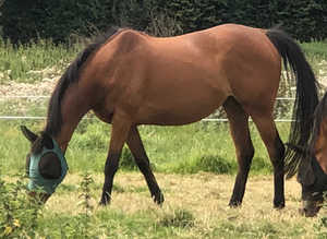Thoroughbred Broodmare