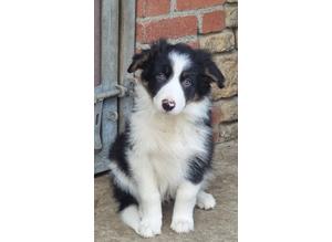 Border Collie Pups for Sale!