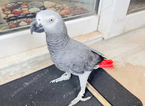 Hand tamed African gray parrot