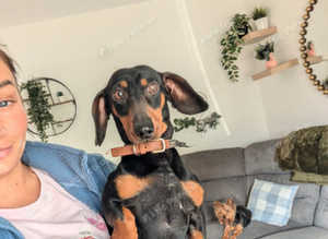 Miniature dachshund male