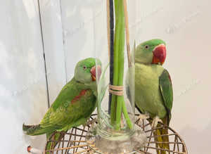 Stunning young alexandrine parrot