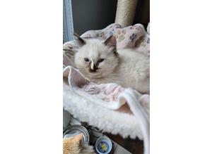 Ragdoll kittens - READY FOR NEW HOME