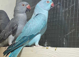 Stunning blue Indian ringnick parrot