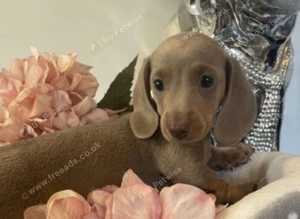 Kc reg long hair miniature dachshunds