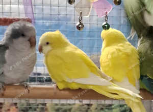 Baby Quaker Parrots