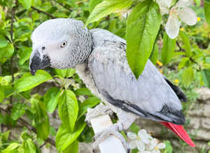 Henri Reaared African grey Parrot