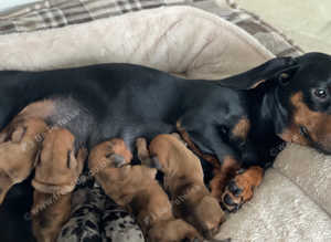 miniature Dachshund puppies