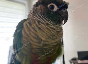Stunning young green check conure