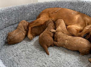 Red cockerpoo puppies