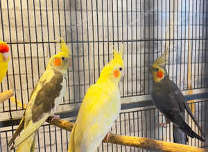 Stunning birds for sale
