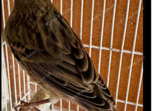 Canary