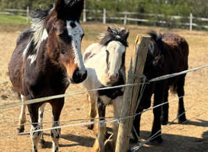 beautiful  filly foal