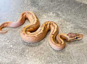 Hatchling and Proven Ball Pythons Available