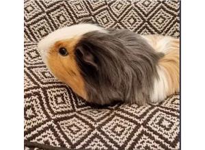 Three Male Guinea Pigs Available Now