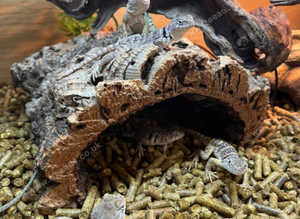 Collard Lizards at Birmingham Reptiles