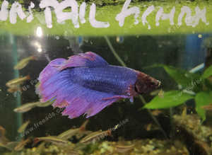 Lyretail and Halfmoon male Bettas