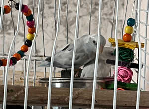 A white pair of Parrotlets's