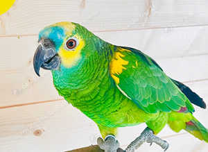 Beautiful young blue fronted Amazon parrot