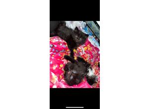 Only 1 left brown/black kitties needing a home in enfield