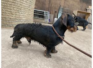 Teckel/ standard wirehaired dachshund for stud